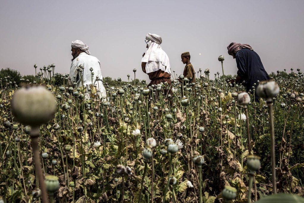 Afghan farmers harvest poppies in the Nad Ali district of Helmand Province in Afghanistan.