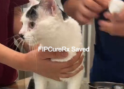 Introduction to FIP and Its Impact on Cats