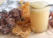 Sea Moss Benefits for Men: A Superfood for Your Health