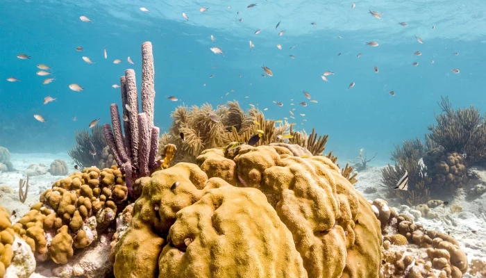The Natural Luxury of Sea Sponges: A Dive into the Benefits of natural Bathing Bliss