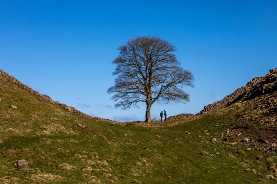 The Sycamore Gap tree at Hadrian's Wall in Northumberland before it was felled. 