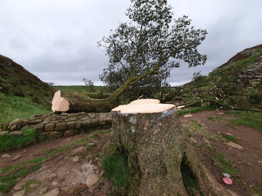 The Sycamore Gap tree after it was cut down. 